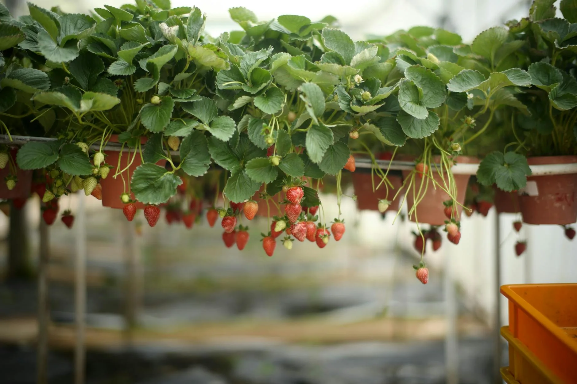 Les fermes de fraises : incontournables et délicieuses