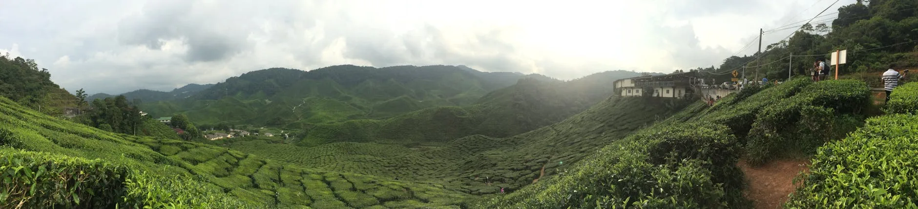 Les plantations de thé BOH : le cœur des Highlands