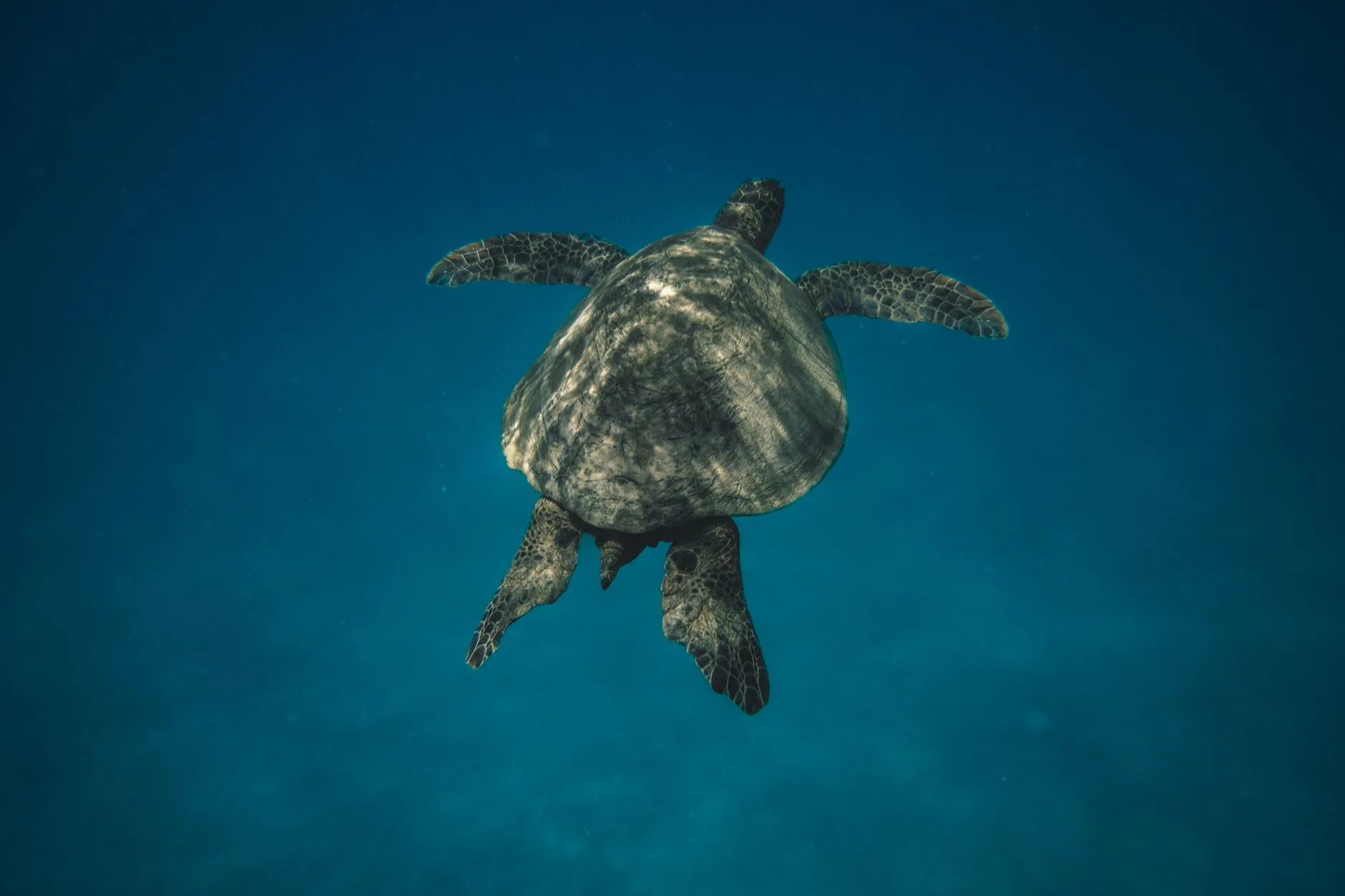 Vie marine : ce qu'on voit aux Perhentian