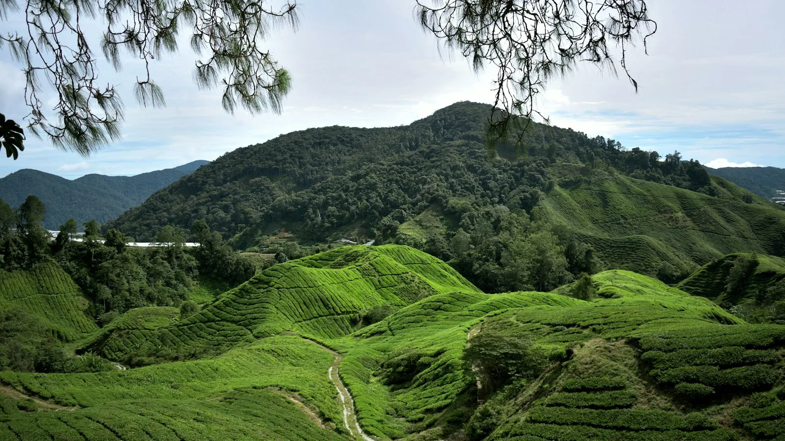 Plantations de thé des Cameron Highlands, étape de l'itinéraire Malaisie sans voiture