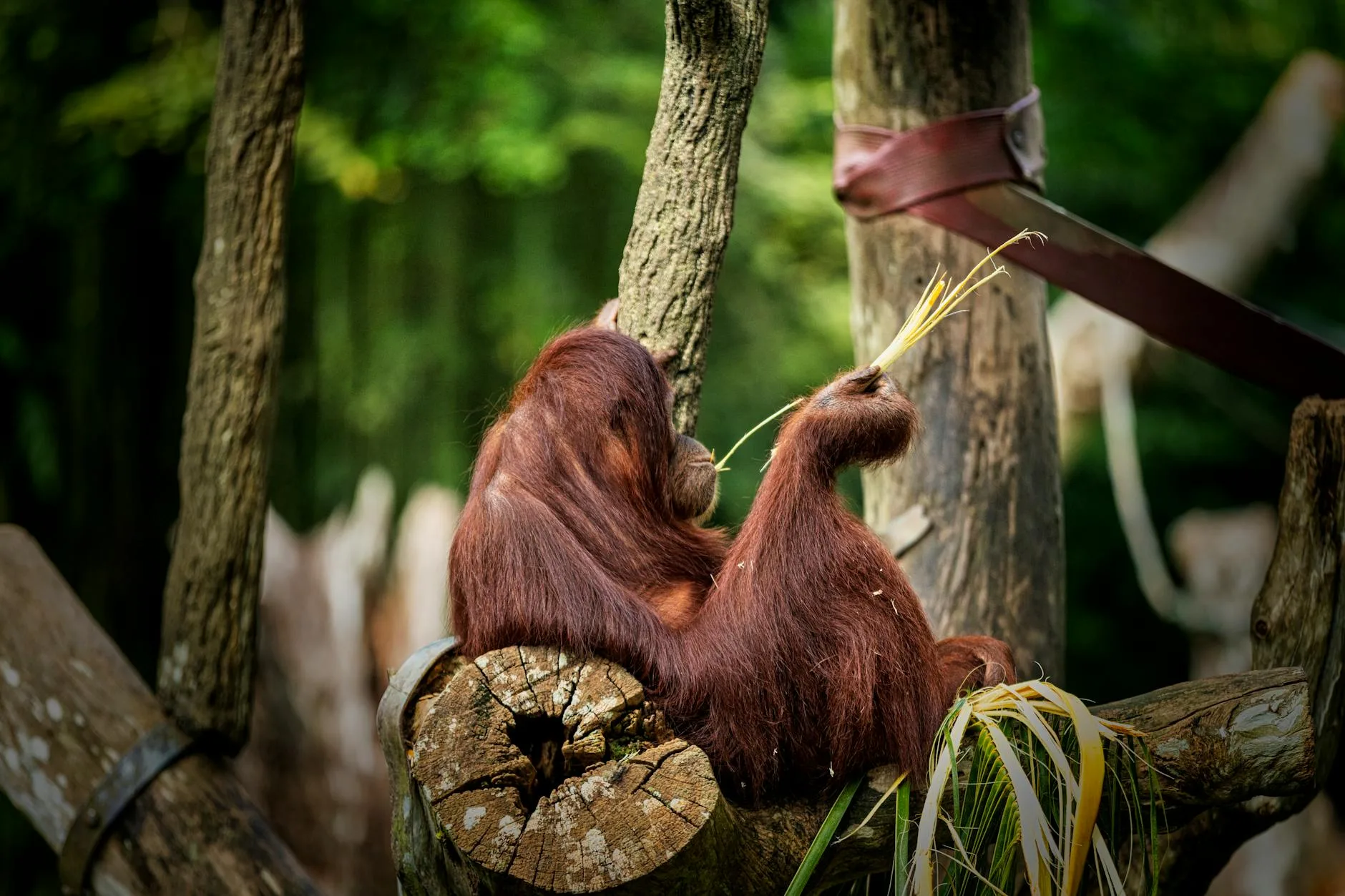 Rivière Kinabatangan (Sabah) – Orangs-outans sauvages