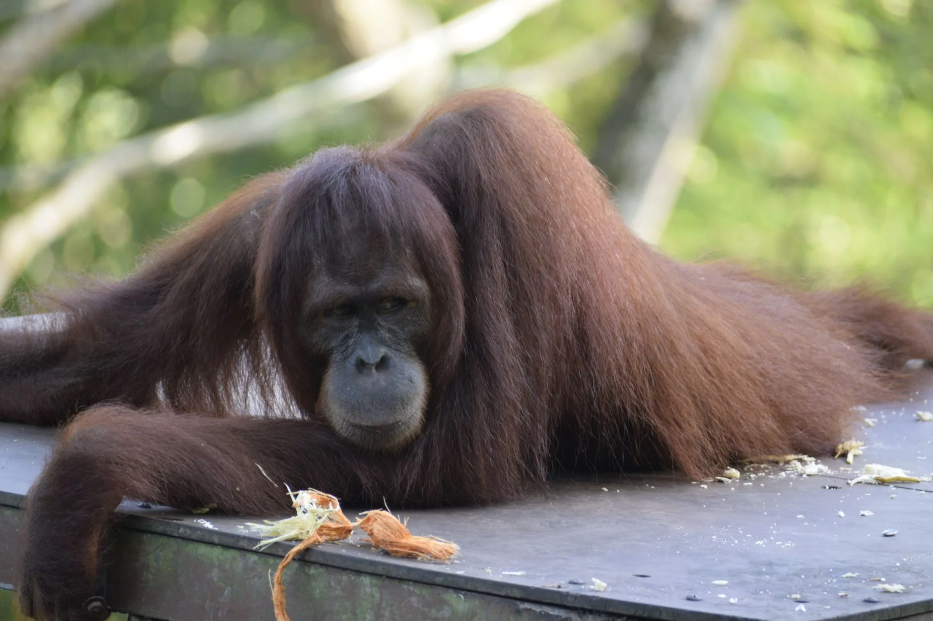 Sanctuaire de Semenggoh (Sarawak) – L'expérience intime