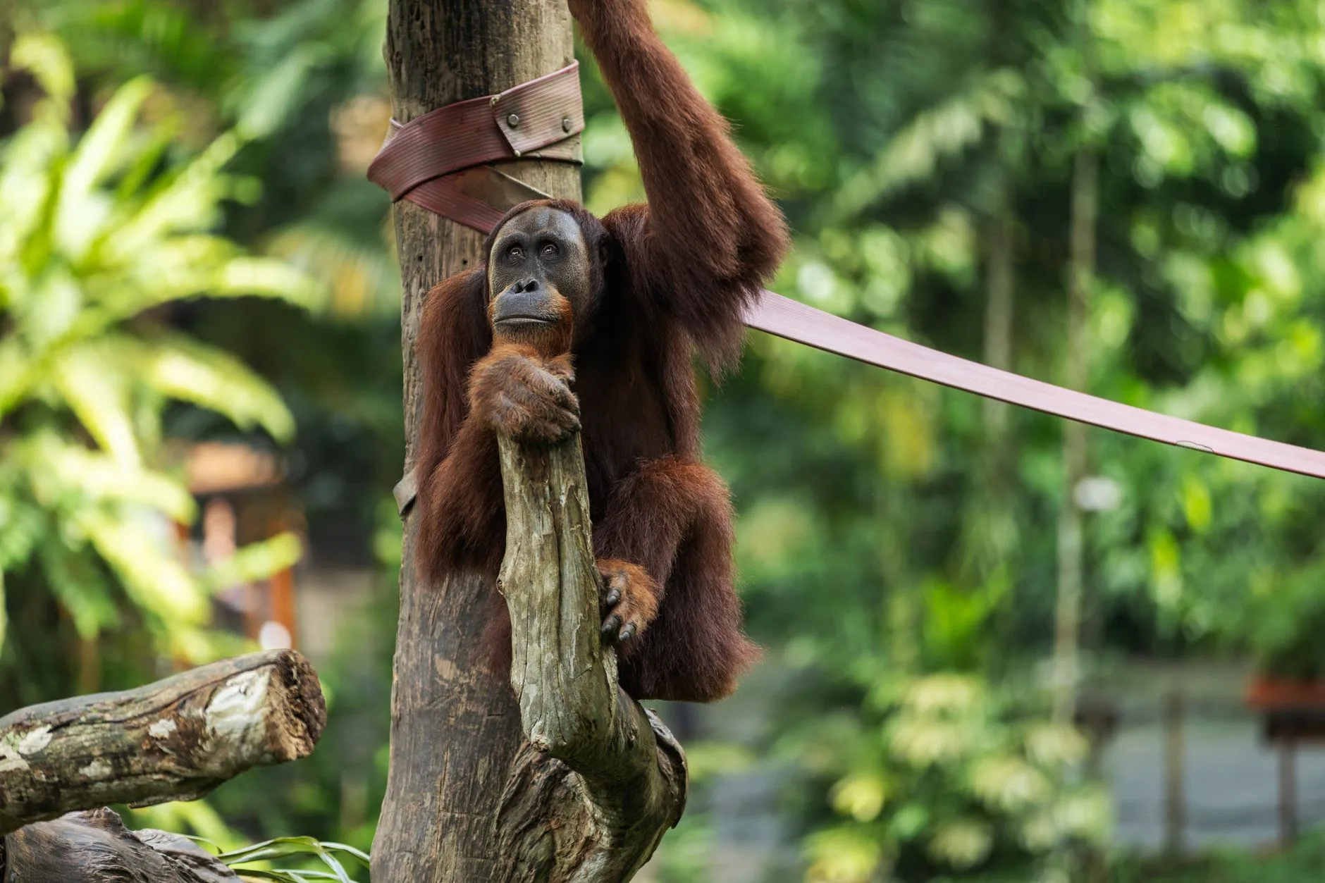 ️ Sanctuaire de Sepilok (Sabah) – Le plus connu