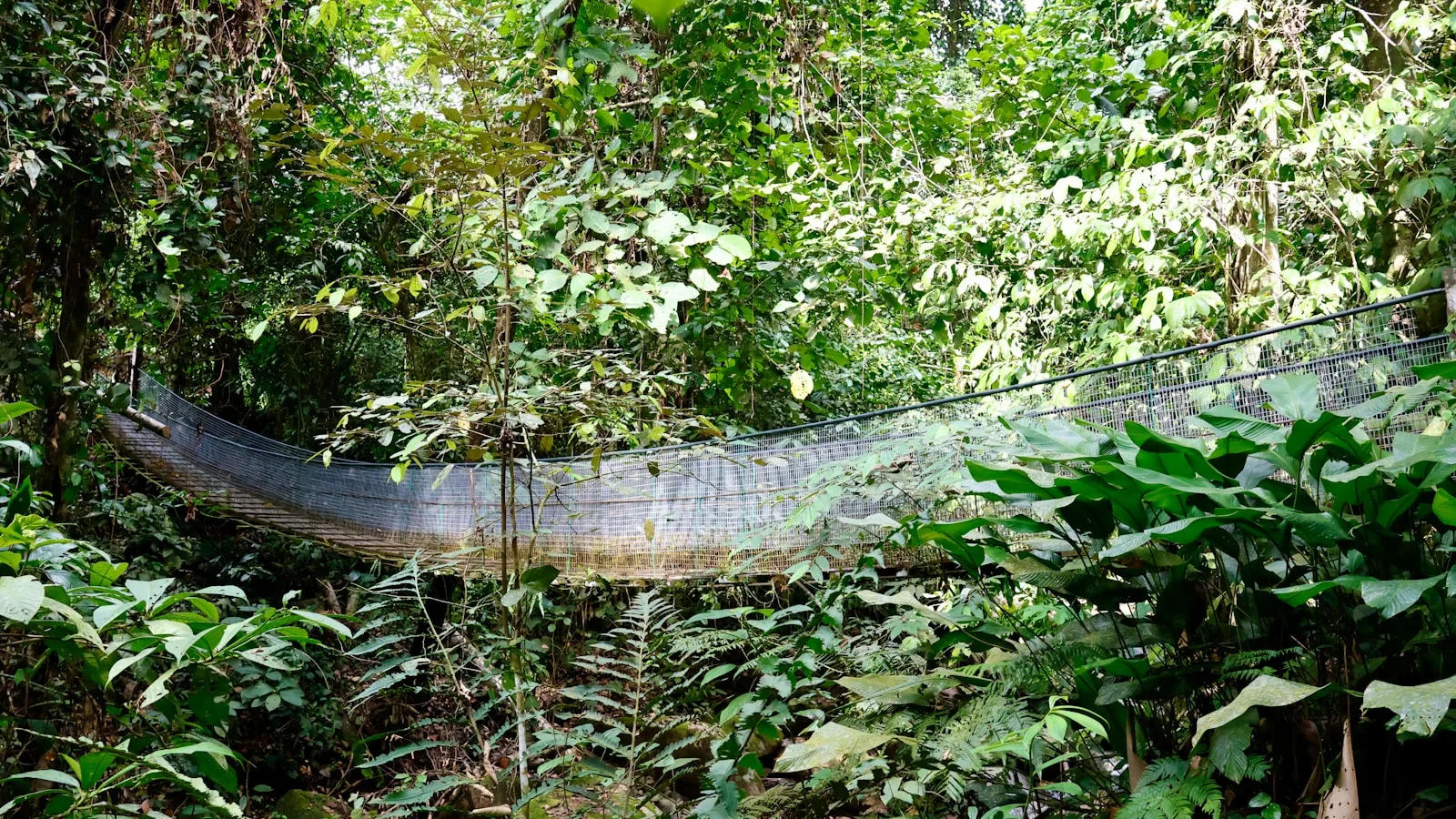 Taman Negara — La jungle primaire la plus ancienne du monde
