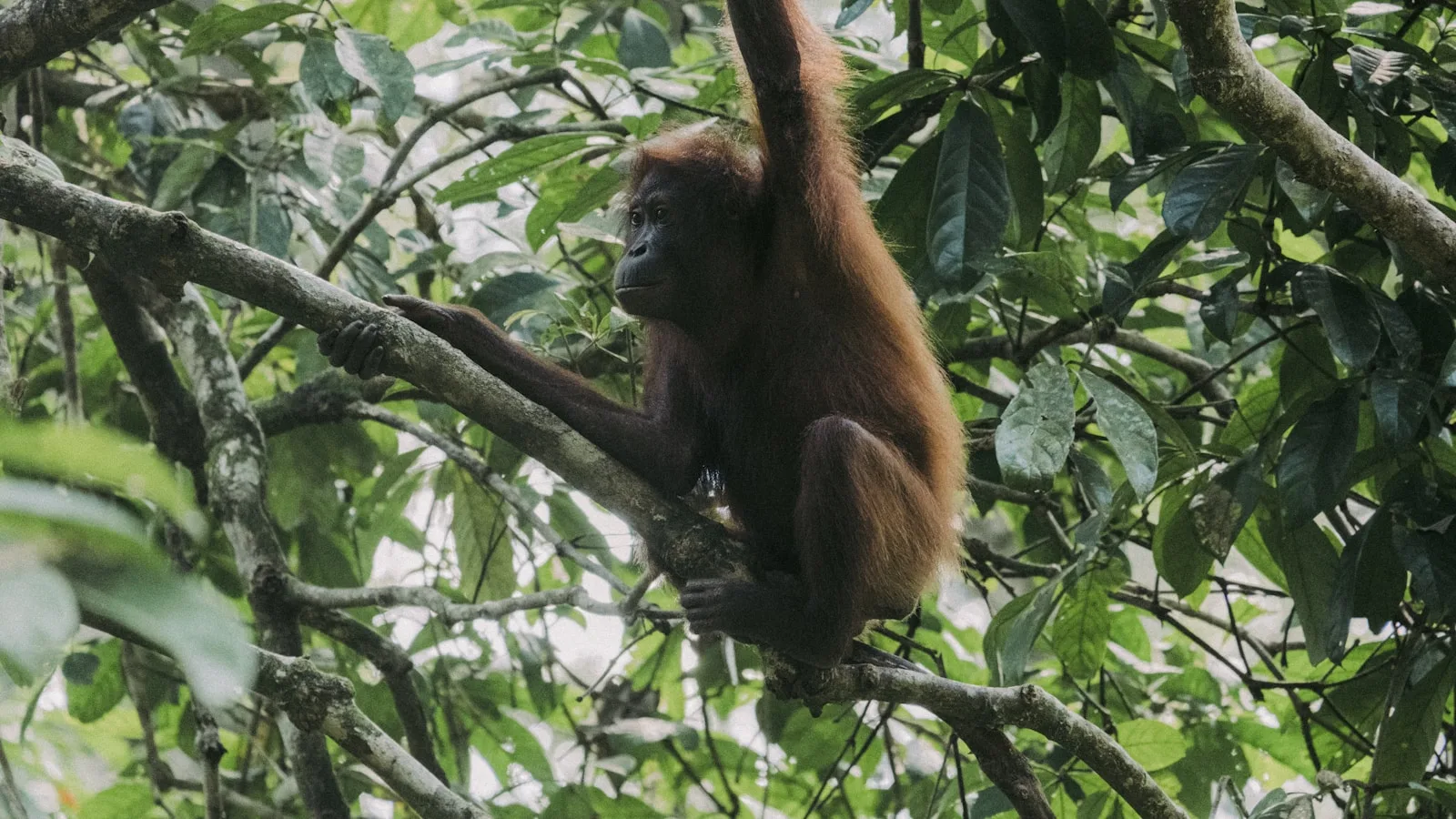 Bornéo – Aventure et nature primordiale