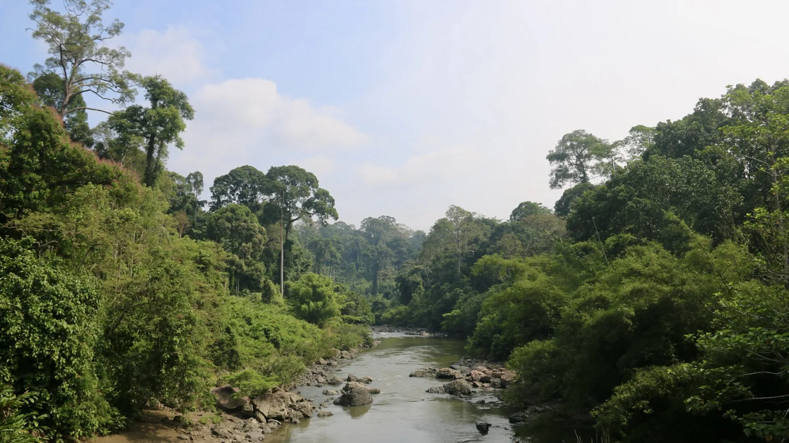 Danum Valley (Sabah) – Forêt primaire ultime