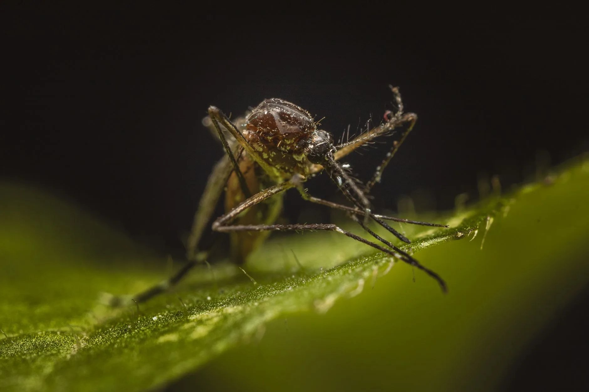 La dengue : le vrai risque à ne pas négliger
