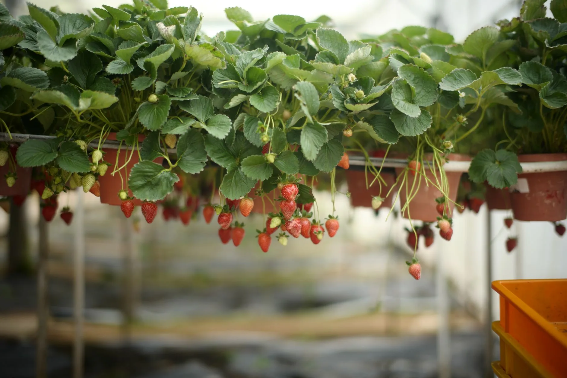 Les fermes de fraises et de légumes