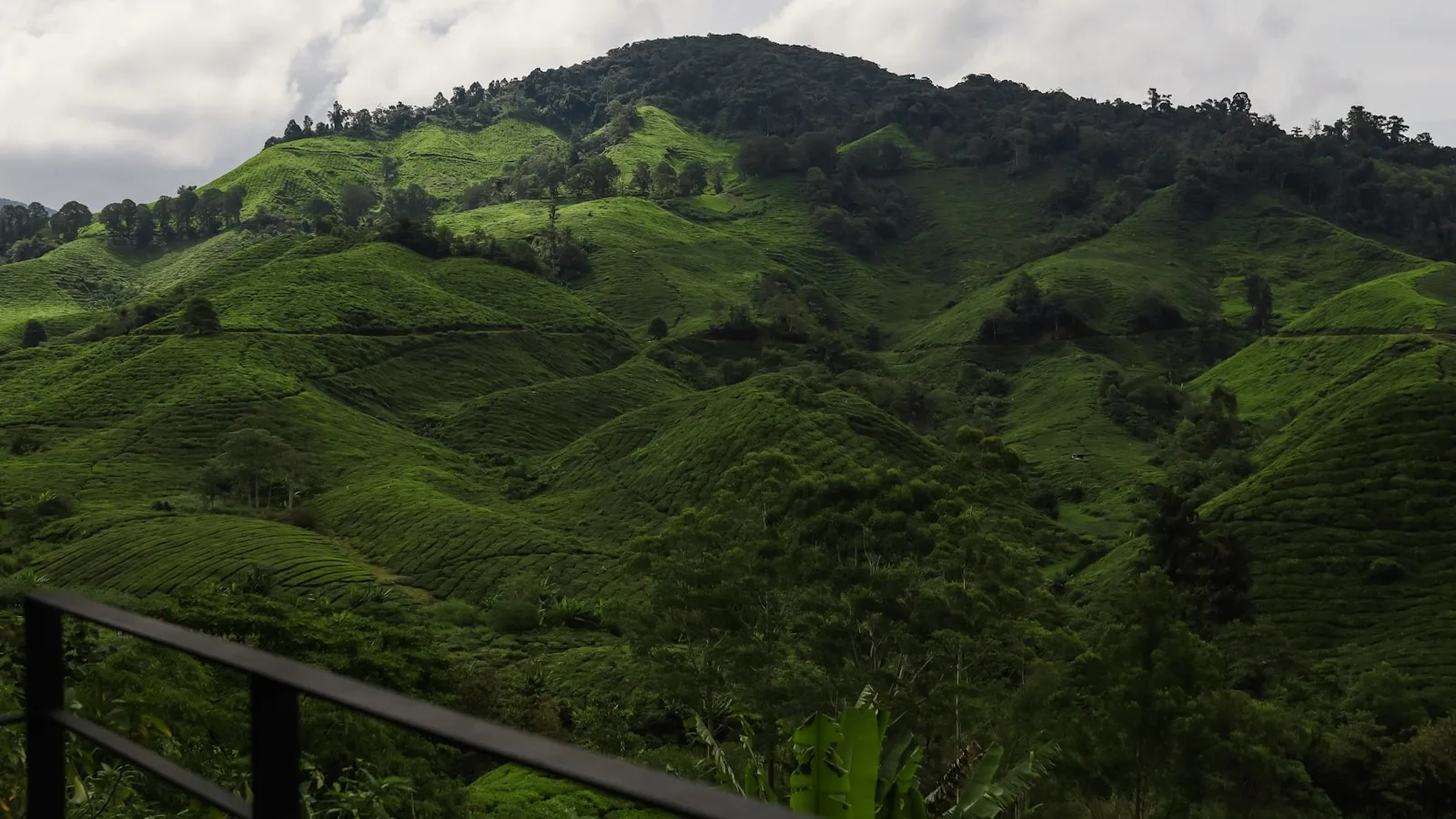 Les plantations de thé BOH — l'incontournable absolu