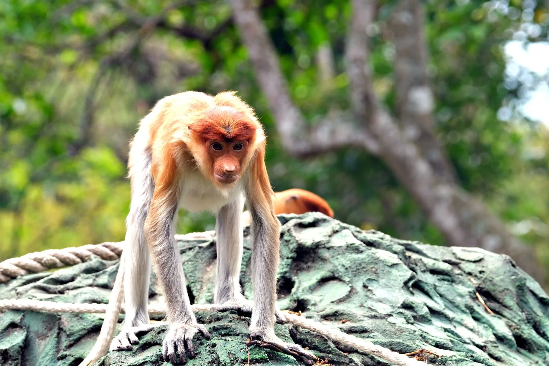 Le Parc national de Bako — La nature brute de Bornéo
