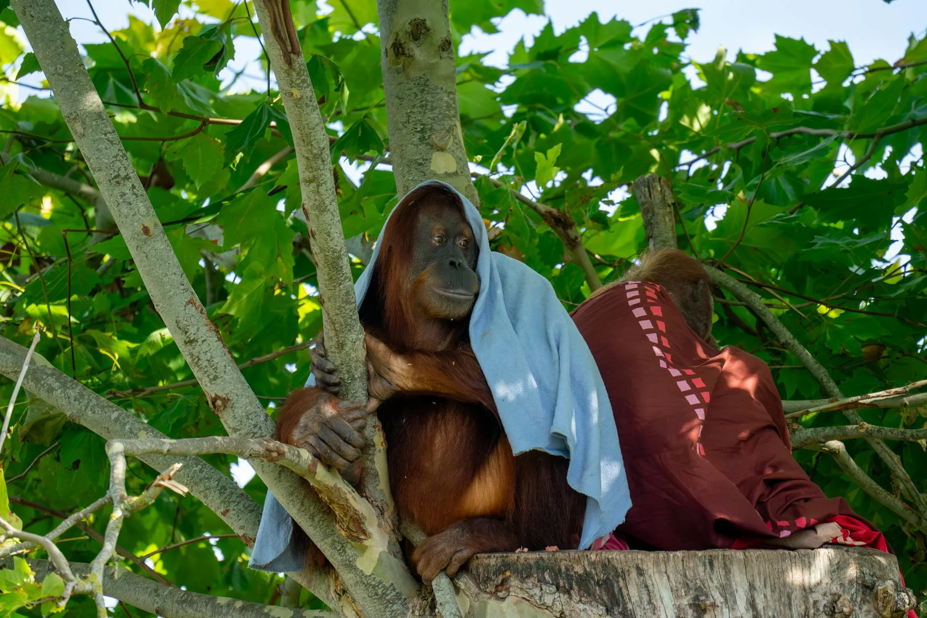 Semenggoh — Observer les orangs-outans de Bornéo
