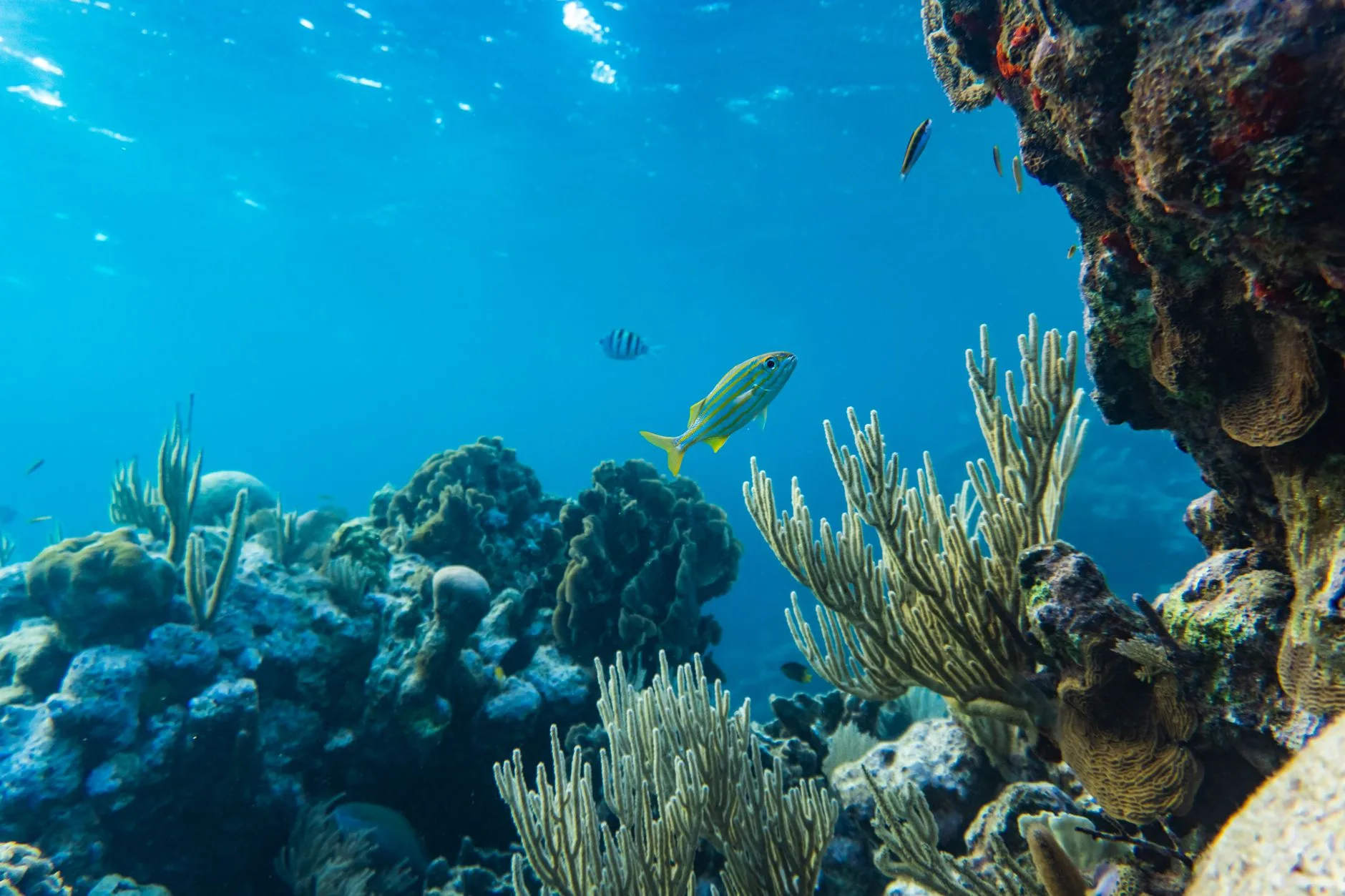 Snorkeling à Tioman : les meilleurs spots